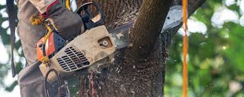 Professional Tree Care in Anthony, KS