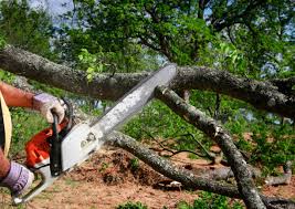 How Our Tree Care Process Works  in  Anthony, KS